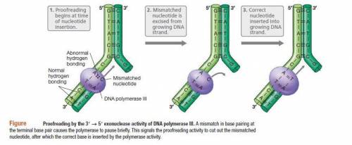When a DNA mismatch is detected in E.coli, what mechanism allows the cell to determine which was mor