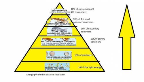 Draw a pyramid of energy to show how energy flows through the antarctic food web. Use

the pyramid o