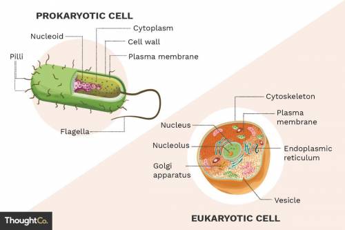 How are bacteria (prokaryotes) different from eukaryotes?