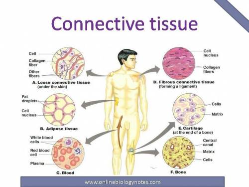 A type of connective tissue that is not a connective tissue proper is a type of connective tissue th