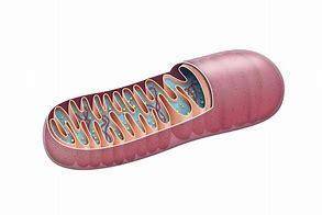 In the diagram below, which organelle is a mitochondrion, which provides the

cell with energy?
A. B