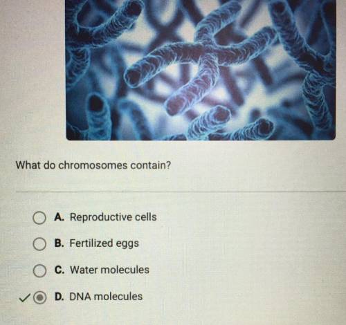 What do chromosomes contain?

A. DNA molecules
B. Water molecules
C. Reproductive cells
D. Fertilize