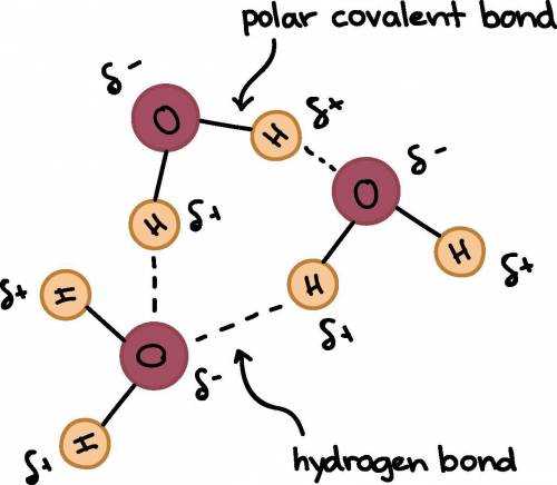 19. Which of the molecules in Model 2 would form hydrogen bonds with itself (that is, other molecule