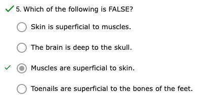The Epidermis (skin) is more superficial than the muscle tissue.
True
False