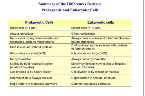 What are the two main types of cells and what are
the main differences between them?