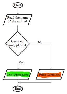 Create a flowchart that classifies an animal as herbivore or carnivore