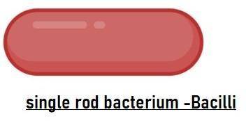 The peptidoglycan cell wall and the one or two membranes present also impart a three-dimensional sha