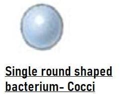 The peptidoglycan cell wall and the one or two membranes present also impart a three-dimensional sha