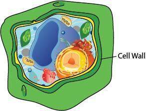 ༼つ ಥ_ಥ ༽つ(image is there) how does the cell wall contribute to the function of the plant