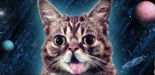 Which expression will result in the lcm of 6 and 8?  i love lil bub \sheis a cat