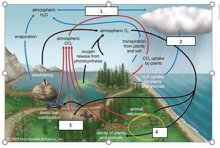 What part of the carbon cycle is represented by #1?  a. precipitation b. condensation