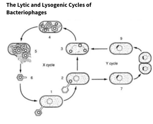 In the above diagram, which cycle represents lytic infection of a cell by a bacteriophage?