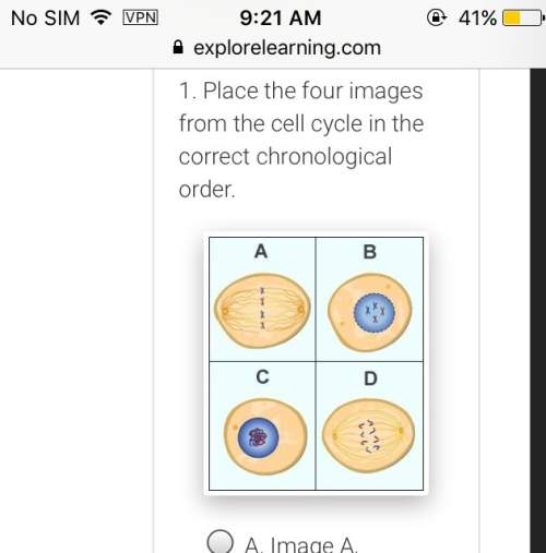 Place the four images from the cell cycle in the correct chronological order.