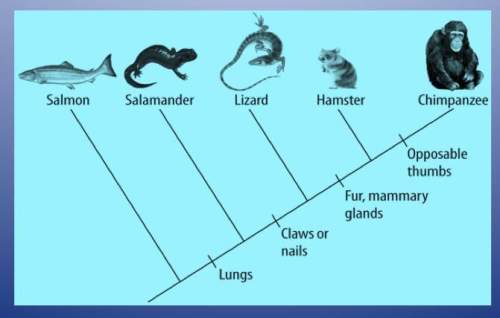 Study the cladogram. what does the lizard share with the chimpanzee?  a)  lungs o