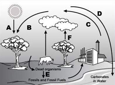 Me!  analyze the given diagram of the carbon cycle below. ( use photo) part