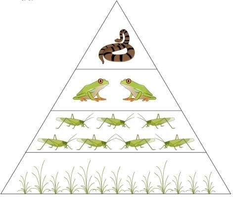The snake that eats the frog in this food chain is called a a) primary producer.  b) pri