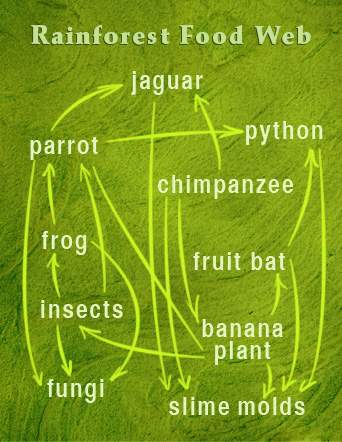 "which of the following explains the role of banana plants as pictured in the rainforest food web sh