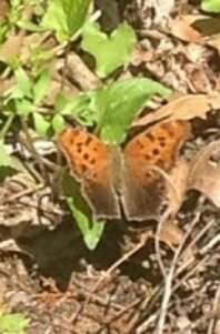 Can someone tell me what species this butterfly