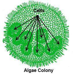 Answer quickly i'll give you 40 points and choose the brainliest!  the image below is a colony