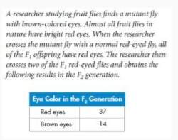 What is the ratio of red-eyed flies to brown-eyed flies?  question 1 options: