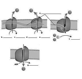What is the correct series of labels for this diagram?  a. donated electrons