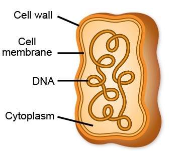 (need ) the diagram shows a certain kind of cell with all of its major parts labeled.