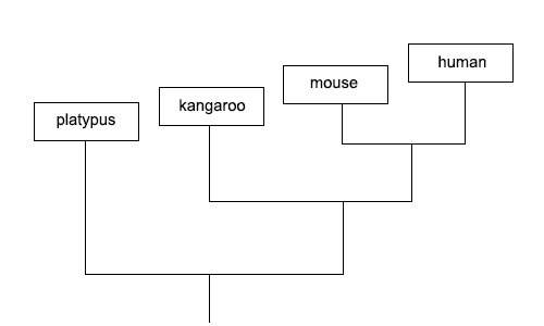 Based on the phylogenetic chart, which three statements are true about the relationship between the