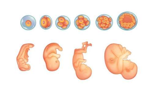 The images show the stages of human development. at which stage does cell differentiation start?