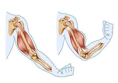 Use the diagram to explain how muscles and bones work together to bend the arm. &lt;