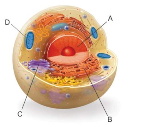 Which structure in a cell contains the cell's genetic information?  structure c