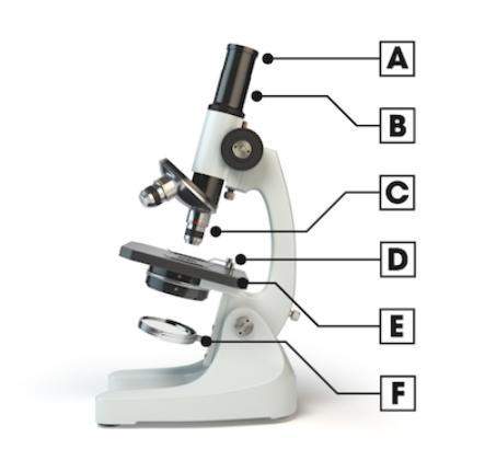 Which part of the compound light microscope is used to change magnification? provide an explanatio