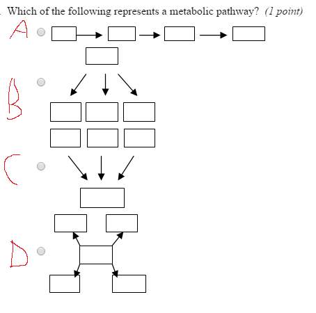 Which of the following represents a metabolic pathway?