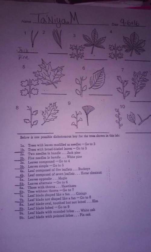 Are these correct? 1.jack pine2.white pine3.elm4.horse chestnut5.hawth