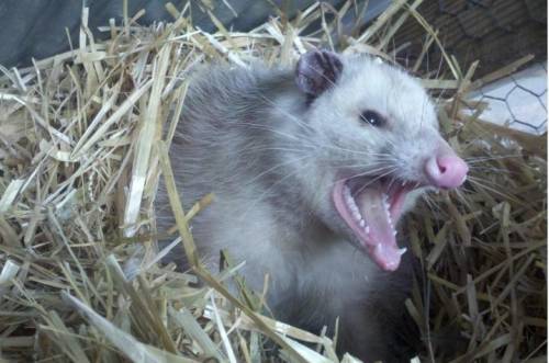 What type of diet do Opossums and woodpeckers have?