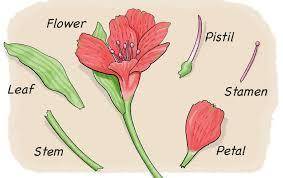 What are the male and female reproductive parts of a flower