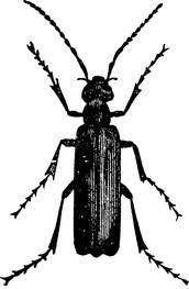 Which of the following is NOT a characteristic of insects? a. one pair of antennae b. five legs c. o