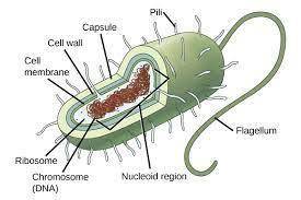 The figure shows a diagram of a typical rod-shaped bacterium. The cell body of the bacterium is repr