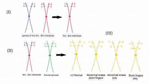 In humans, the dominant allele N causes an abnormal shape of the patella in the knee, whereas n is t
