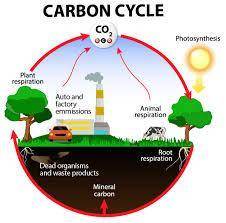 Meaning of carbon cycle