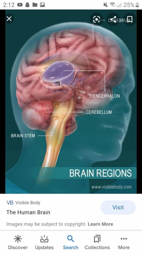 List the four major anatomical regions of the brain.
