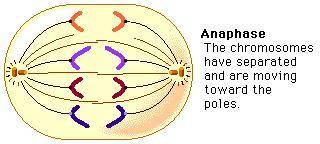 Which of the following does not occur during anaphase?

A. Centromeres divide
B. Chromosomes move to