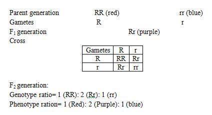 Punnett squares are used to show possible combinations of alleles or to predict the probability of a