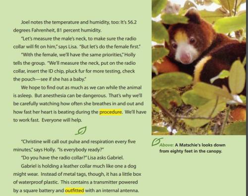 Why do the scientists have to measure the tree kangaroos' necks? A large neck is a sign of good heal