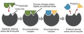 Explain how enzymes work, including the role of the enzyme substrate complex