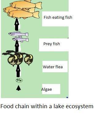 Explain how organisms in lakes are related through the flow of energy. read more > >