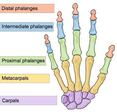 The carpals and metacarpals are located in the: A.Feet and Ankles B.Hands and Wrists C.Phalanges and