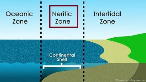 In the figure above, which letter represents the neritic zone?