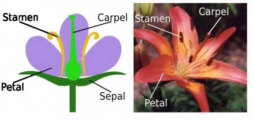 What is a carpal?  where is it located in a typical flower?