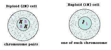 Of the following cells, the only one to have the haploid number of chromosomes is a(n)

A. skin B. m