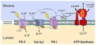 Which phrase best describes the electron transport chain in photosynthesis? a. A chain of photosynth